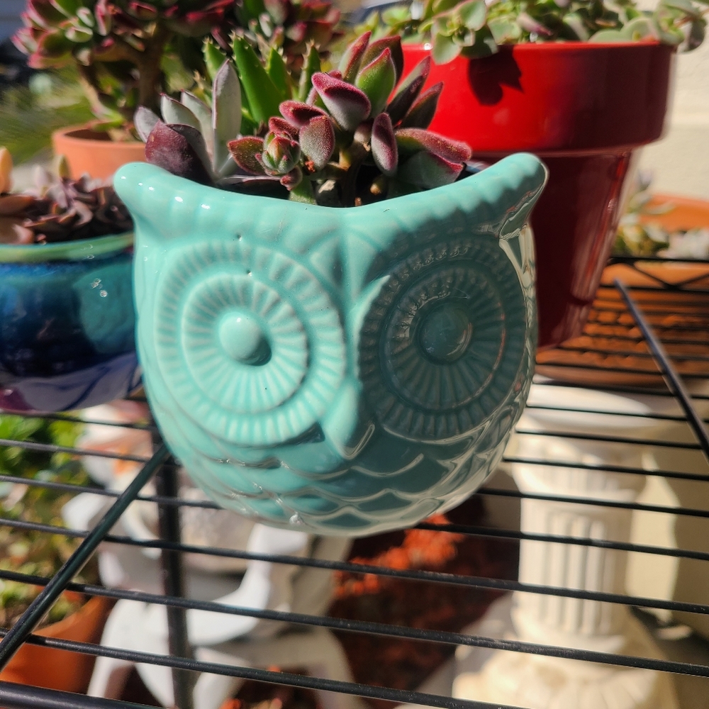 🎯New ceramic owl planter or pot